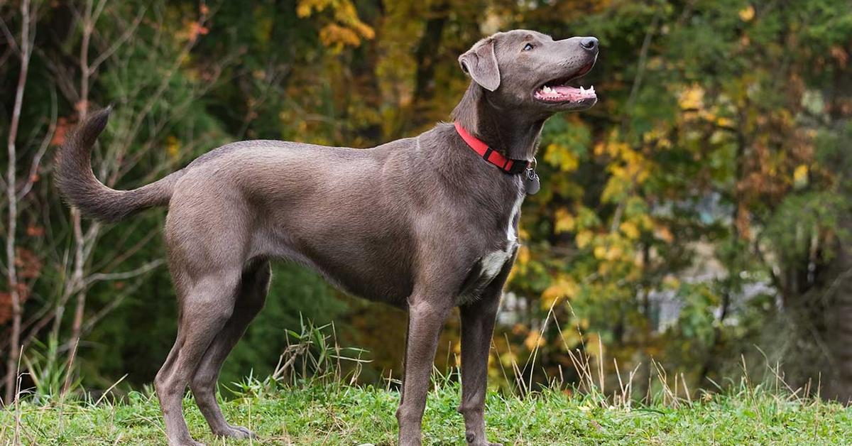 Graceful Blue Lacy Dog, a creature with the scientific name Canis lupus.