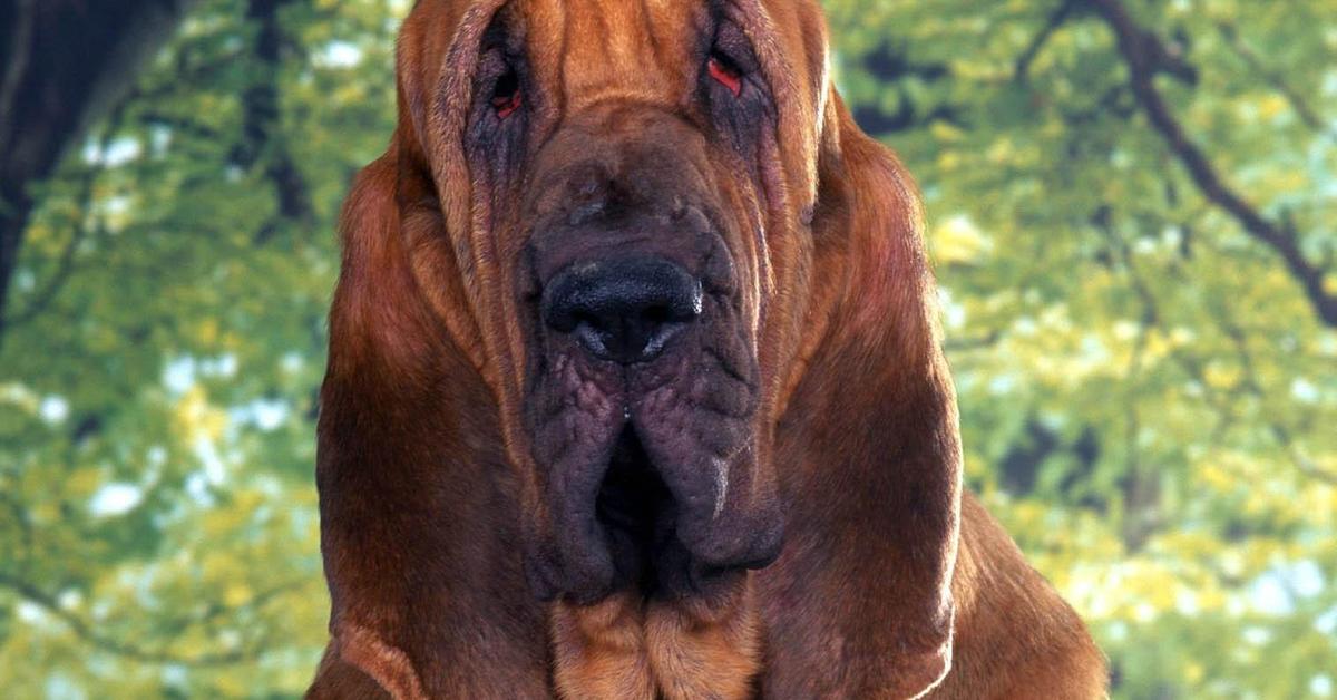 Captivating view of the Bloodhound, known in Bahasa Indonesia as Anjing Bloodhound.