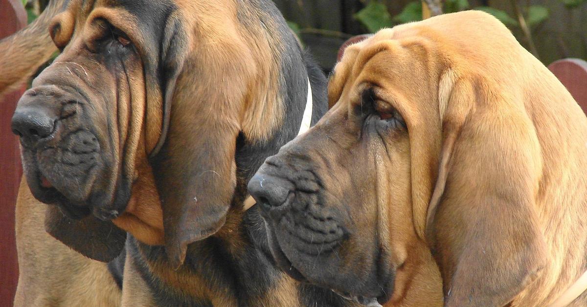 Glimpse of the Bloodhound, known in the scientific community as Canis lupus.