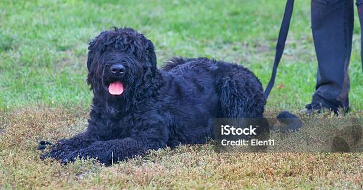 The Black Russian Terrier in its natural beauty, locally called Terrier Rusia Hitam.