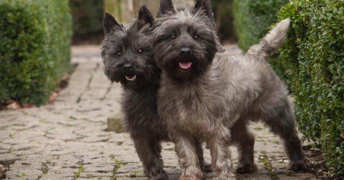 Photogenic Black Russian Terrier, scientifically referred to as Canis Lupus.