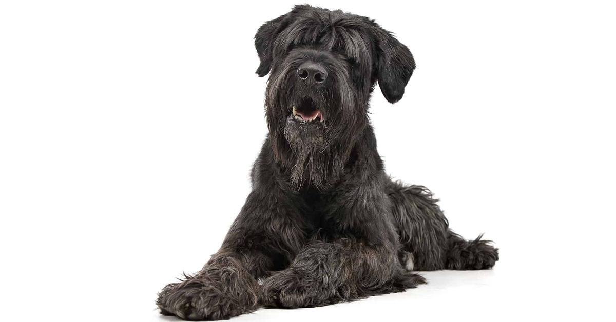 Dynamic image of the Black Russian Terrier, popularly known in Indonesia as Terrier Rusia Hitam.