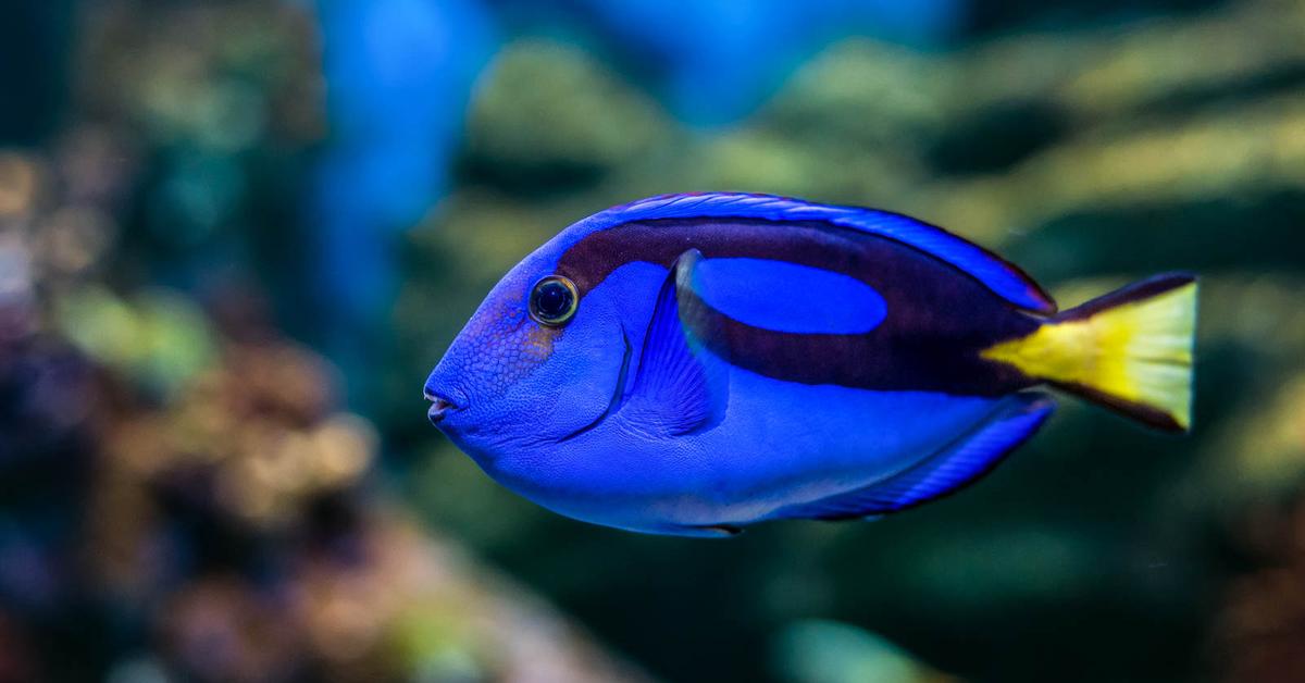 Insightful look at the Blue Tang, known to Indonesians as Ikan Blue Tang.