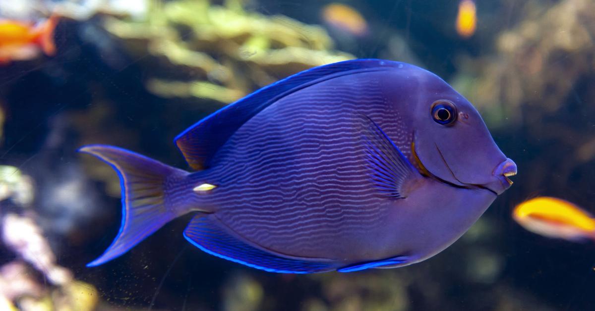 Detailed shot of the Blue Tang, or Acanthurus coeruleus, in its natural setting.