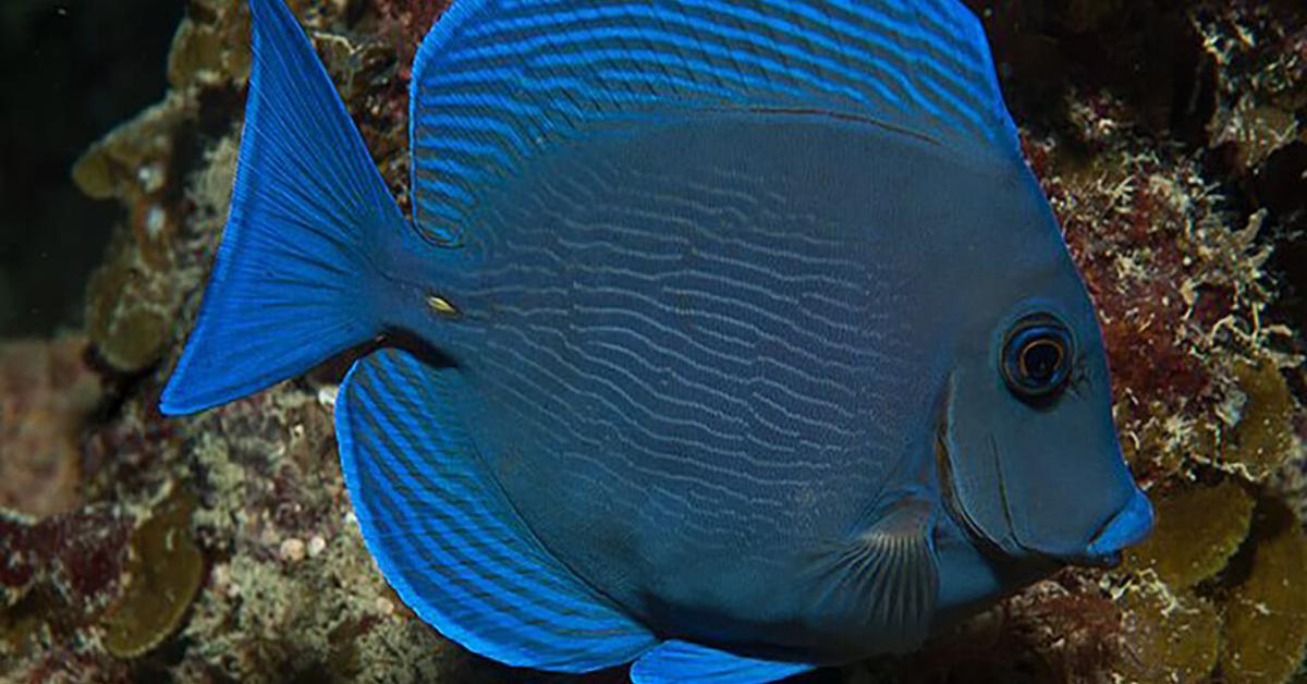 Picture of Blue Tang, known in Indonesia as Ikan Blue Tang.