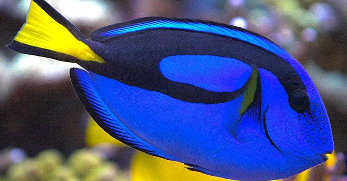 The elegant Blue Tang (Acanthurus coeruleus), a marvel of nature.