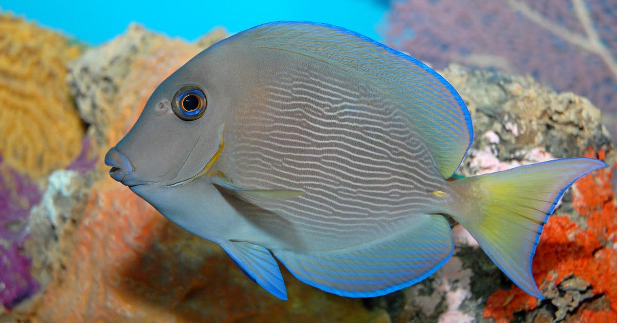 Snapshot of the intriguing Blue Tang, scientifically named Acanthurus coeruleus.