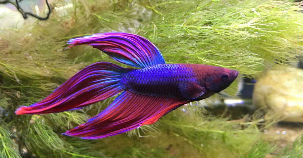 The Betta Fish, a species known as Betta splendens, in its natural splendor.