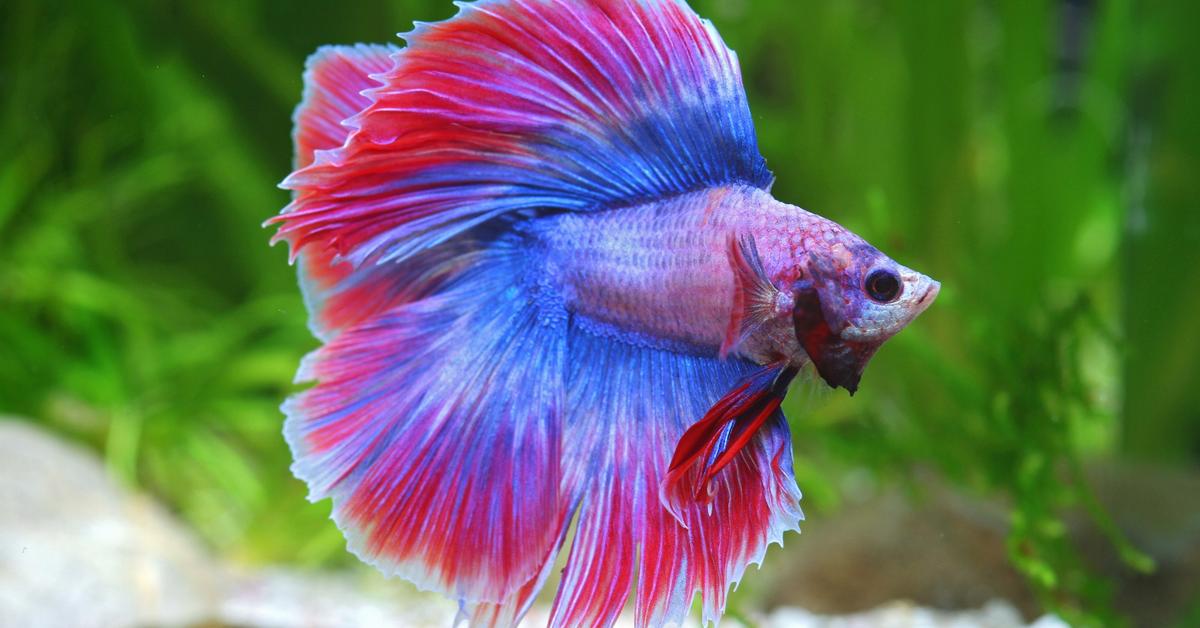 Photograph of the unique Betta Fish, known scientifically as Betta splendens.