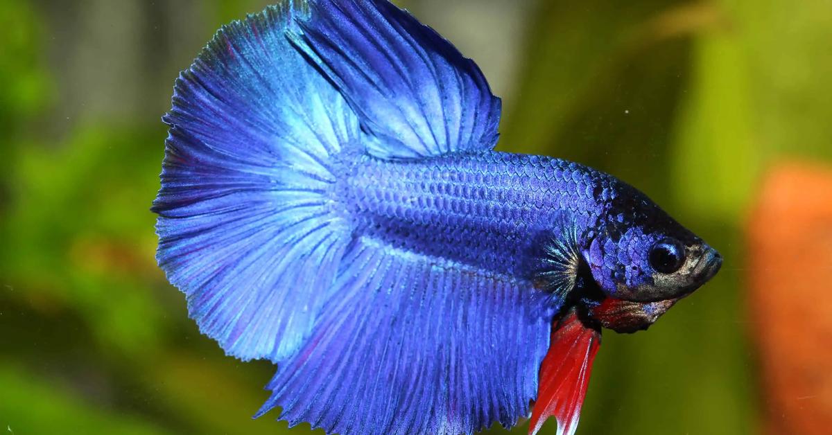 The remarkable Betta Fish (Betta splendens), a sight to behold.