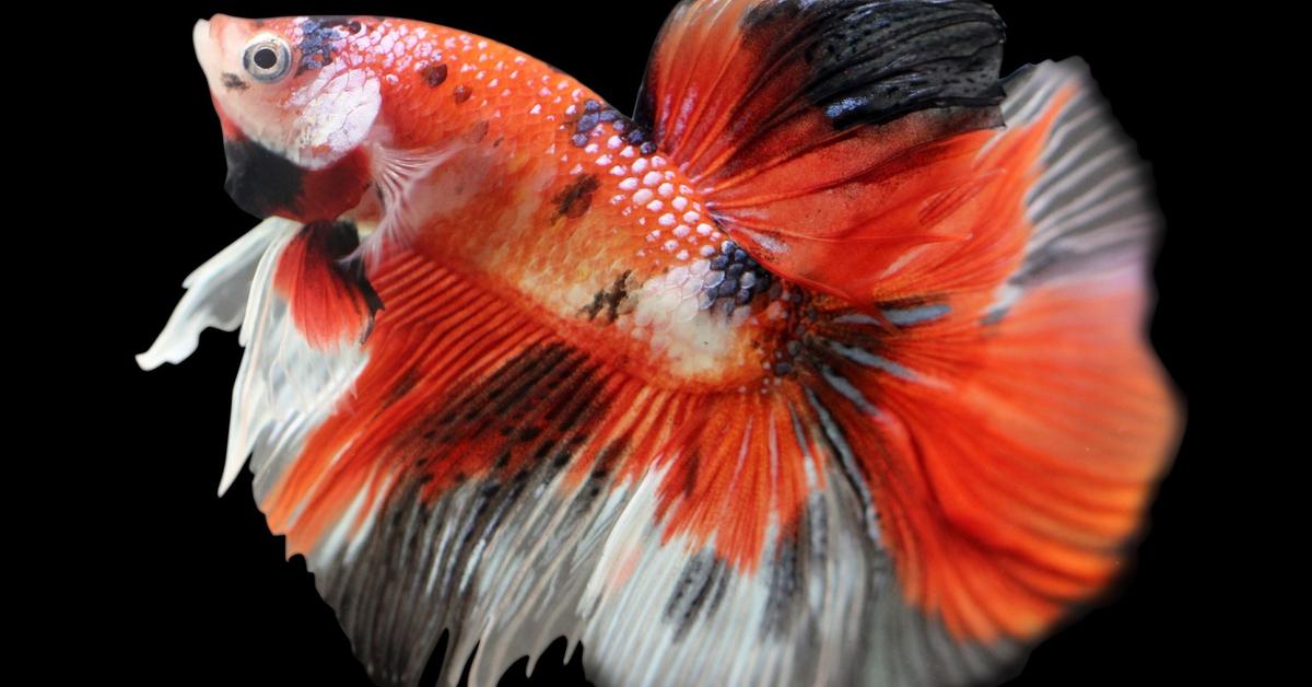 Image showcasing the Betta Fish, known in Indonesia as Ikan Betta.