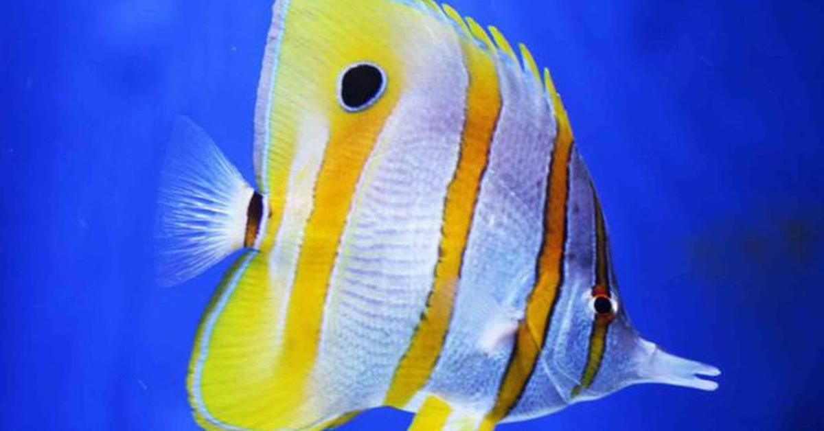 Glimpse of the Butterfly Fish, known in the scientific community as Chaetodontidae.