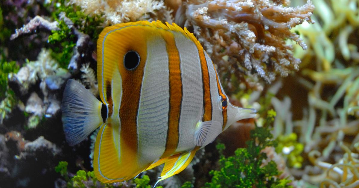 Photogenic Butterfly Fish, scientifically referred to as Chaetodontidae.