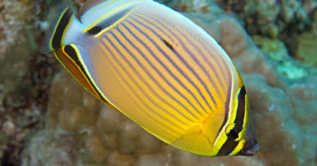 A look at the Butterfly Fish, also recognized as Ikan Kupu-kupu in Indonesian culture.