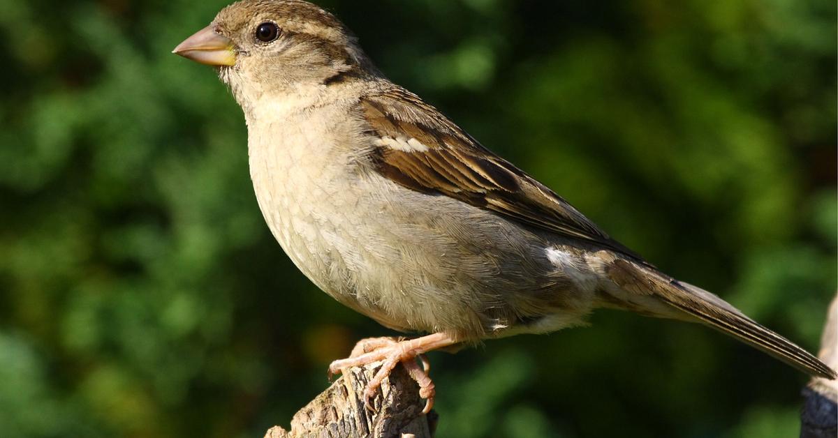 Insightful look at the Bird, known to Indonesians as Burung.