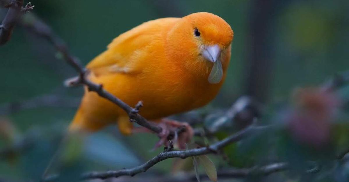 Dynamic image of the Bird, popularly known in Indonesia as Burung.