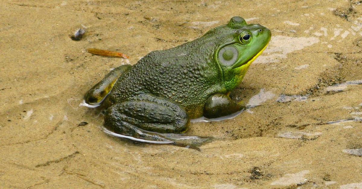 A look at the Bullfrog, also recognized as Katak Sapi in Indonesian culture.