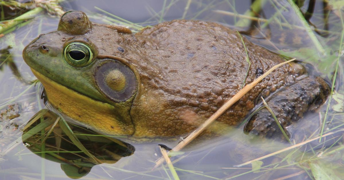 Distinctive Bullfrog, in Indonesia known as Katak Sapi, captured in this image.