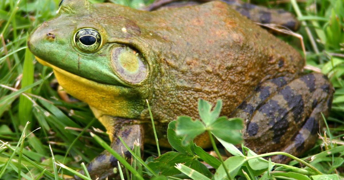 Portrait of a Bullfrog, a creature known scientifically as Lithobates catesbeianus.