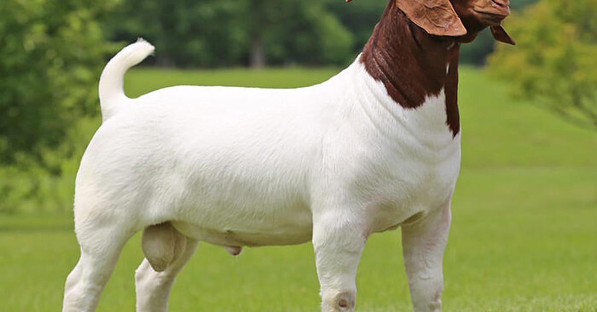 Picture of Boer Goat, known in Indonesia as Kambing Boer.