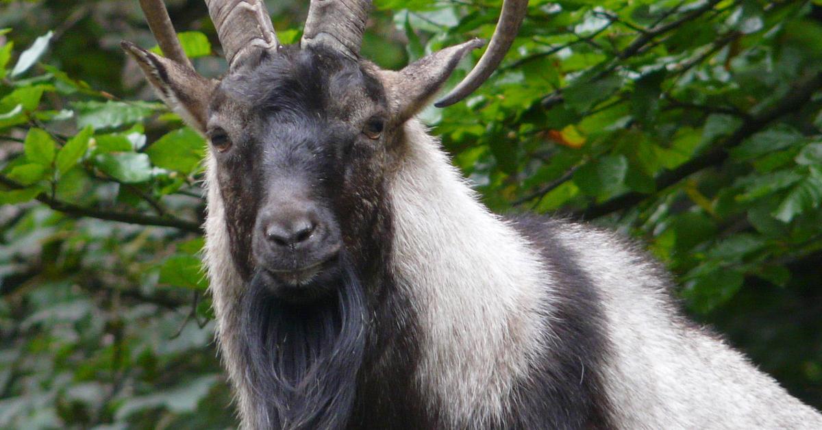 Enchanting Boer Goat, a species scientifically known as Capra hircus.