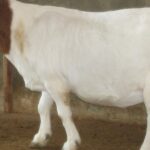 Captivating shot of the Boer Goat, or Kambing Boer in Bahasa Indonesia.