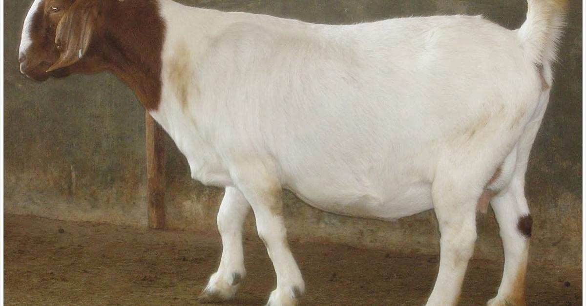 Detailed shot of the Boer Goat, or Capra hircus, in its natural setting.