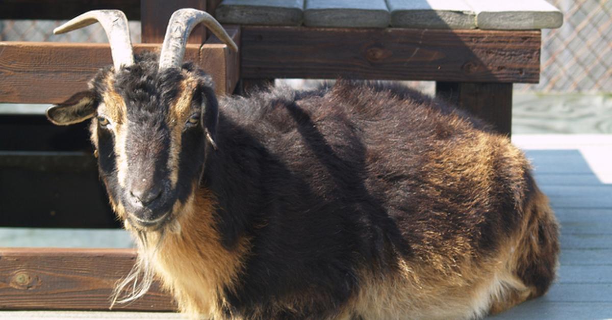 Photographic depiction of the unique Boer Goat, locally called Kambing Boer.