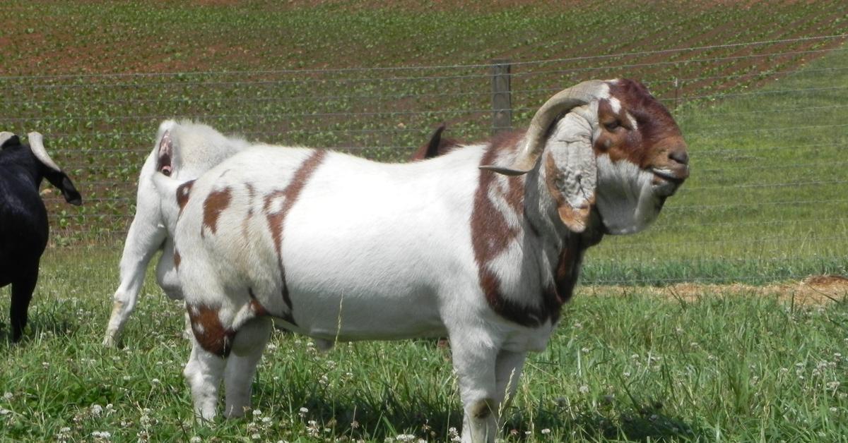 Visual of Boer Goat, or Kambing Boer in Indonesian, showcasing its beauty.