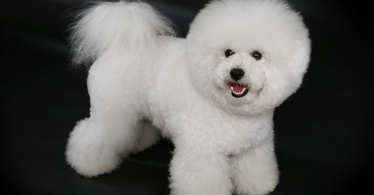 Visual of Bichon Frise, or Anjing Bichon Frise in Indonesian, showcasing its beauty.