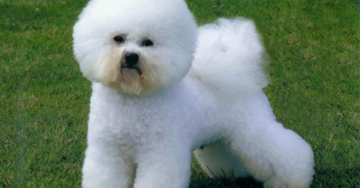 The remarkable Bichon Frise (Canis lupus), a sight to behold.