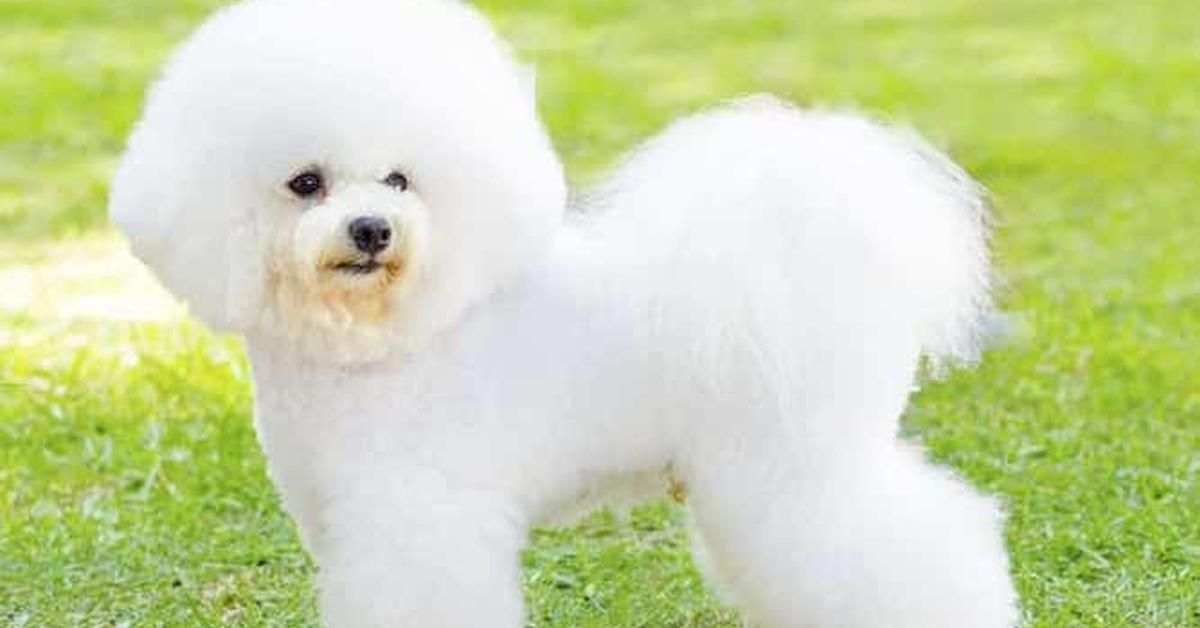 Enchanting Bichon Frise, a species scientifically known as Canis lupus.