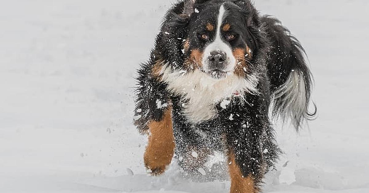 Captured elegance of the Bernese Mountain Dog, known in Indonesia as Anjing Gunung Bernese.