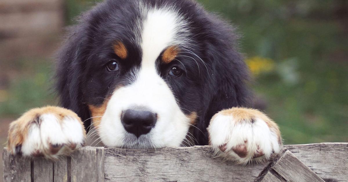 Stunning depiction of Bernese Mountain Dog, also referred to as Canis Lupus.