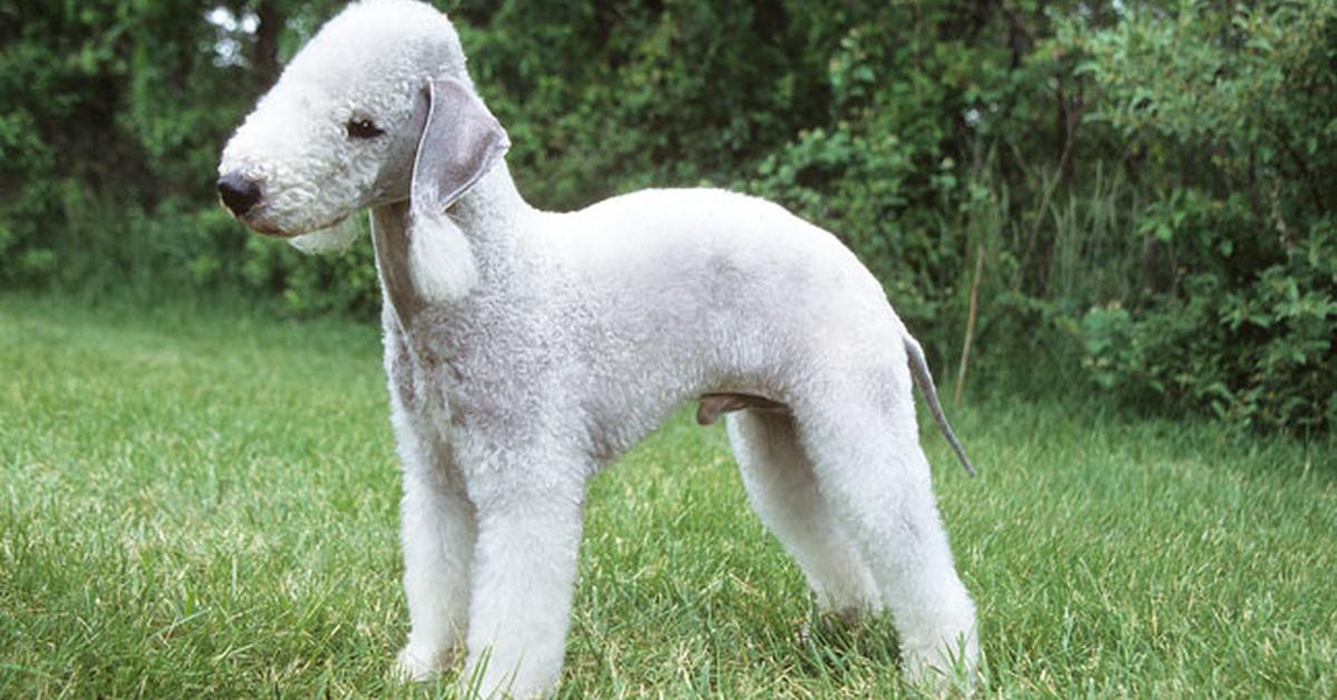 Photogenic Bedlington Terrier, scientifically referred to as Canis Lupus.