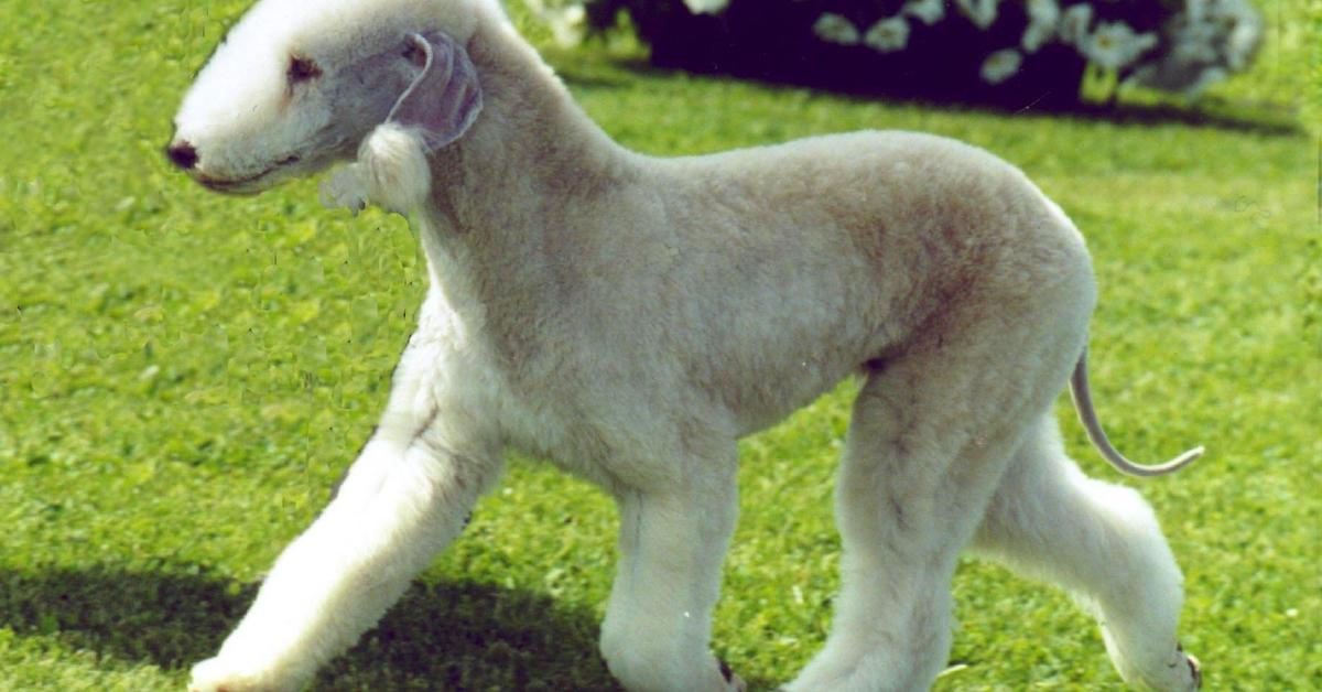 Iconic view of the Bedlington Terrier, or Canis Lupus, in its habitat.