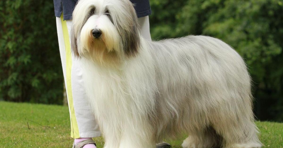 Elegant portrayal of the Bearded Collie, also known as Canis lupus.