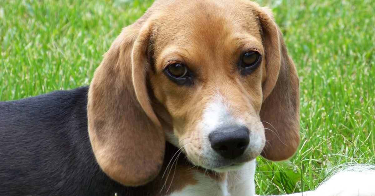 Enchanting Beagle, a species scientifically known as Canis lupus.