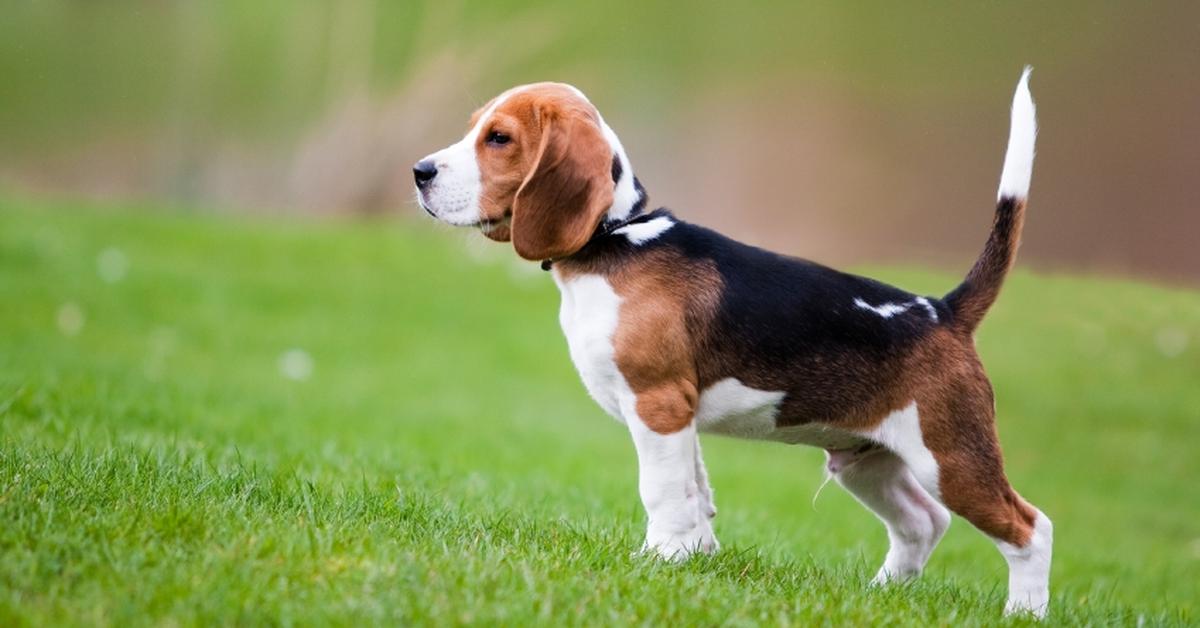 Captivating shot of the Beagle, or Anjing Beagle in Bahasa Indonesia.