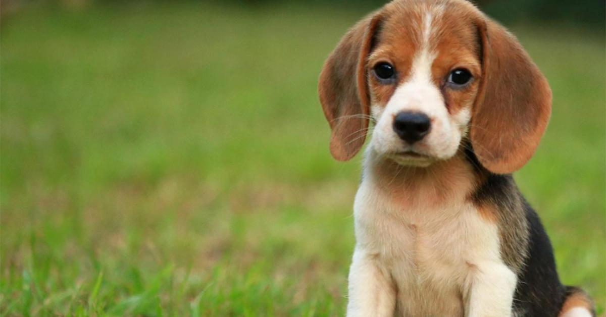 Detailed shot of the Beagle, or Canis lupus, in its natural setting.