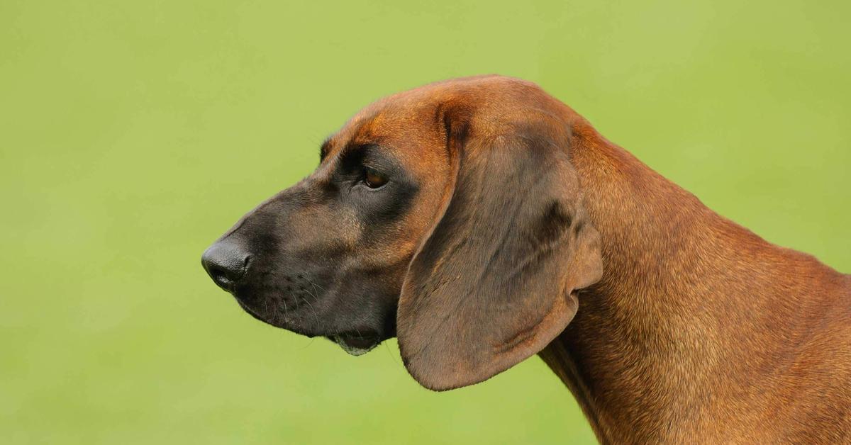 Image of the Bavarian Mountain Hound (Canis lupus), popular in Indonesia as Anjing Bavarian Mountain.