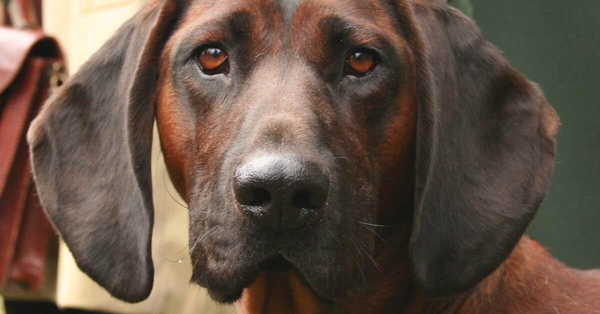 Captured beauty of the Bavarian Mountain Hound, or Canis lupus in the scientific world.