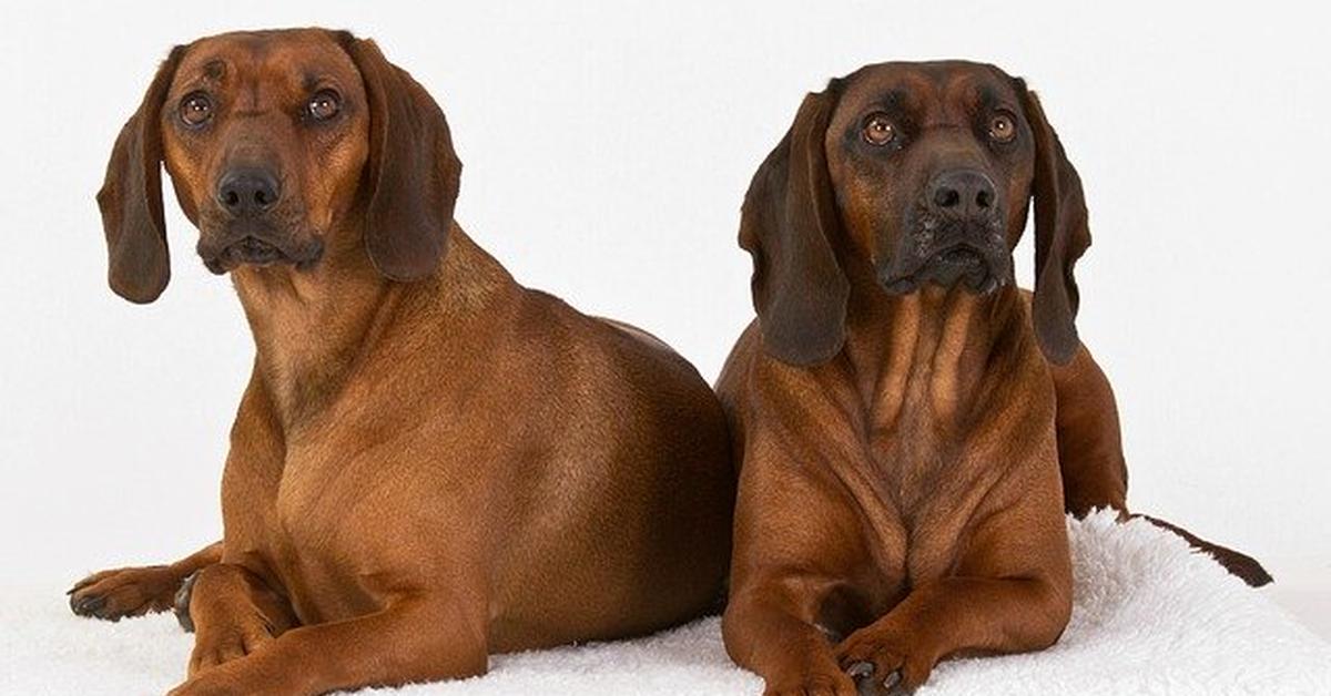 Stunning image of the Bavarian Mountain Hound (Canis lupus), a wonder in the animal kingdom.