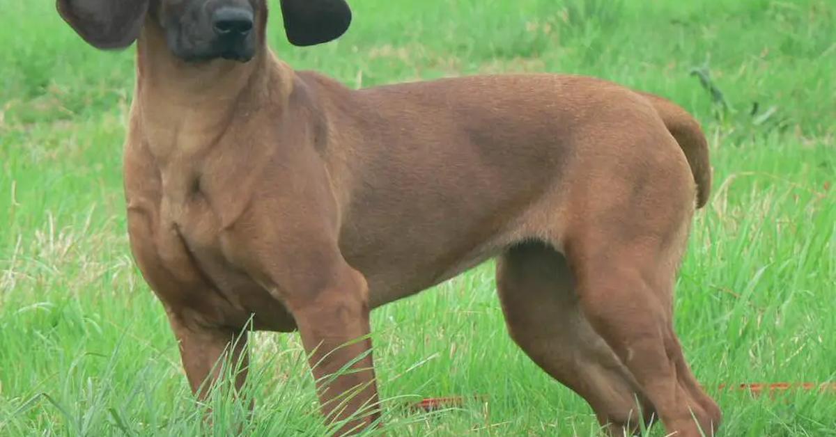 Close-up view of the Bavarian Mountain Hound, known as Anjing Bavarian Mountain in Indonesian.