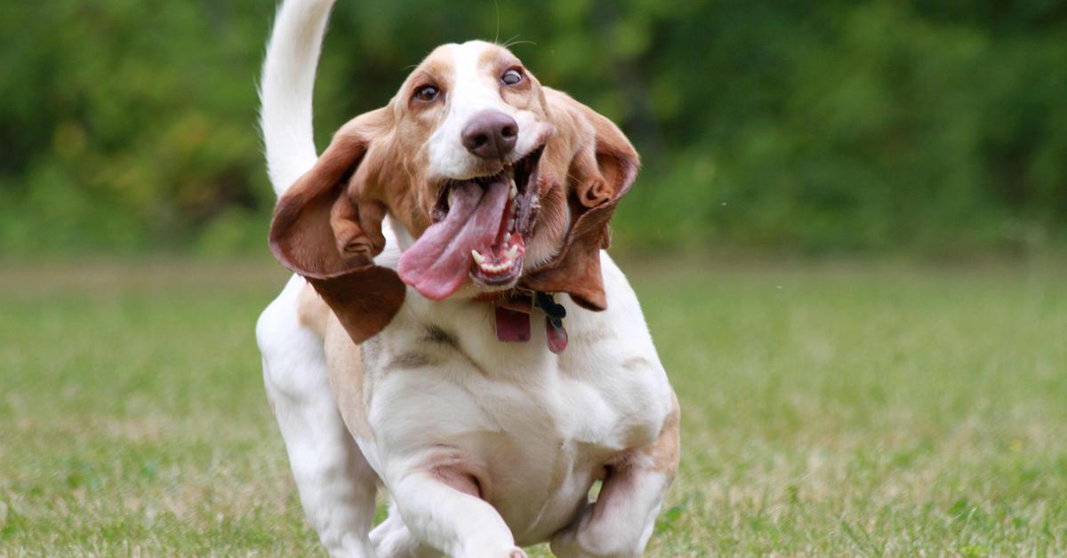 Iconic view of the Basset Hound, or Canis lupus, in its habitat.