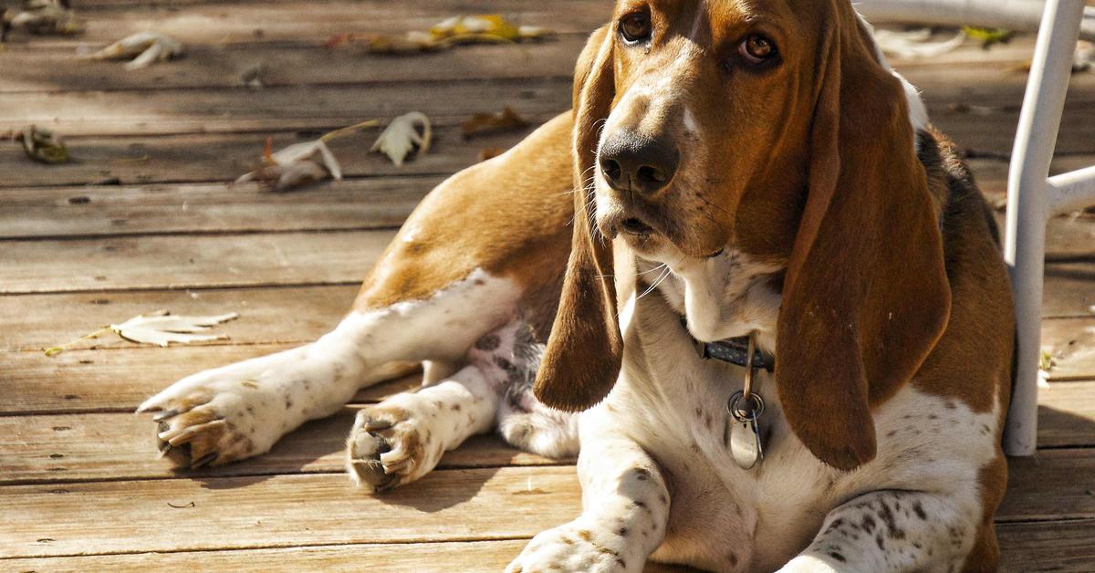 Elegant Basset Hound in its natural habitat, called Anjing Basset Hound in Indonesia.