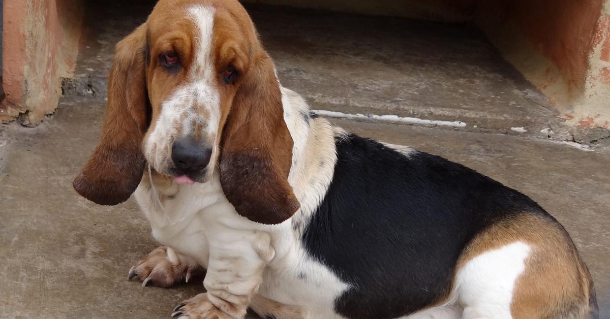 Captivating presence of the Basset Hound, a species called Canis lupus.