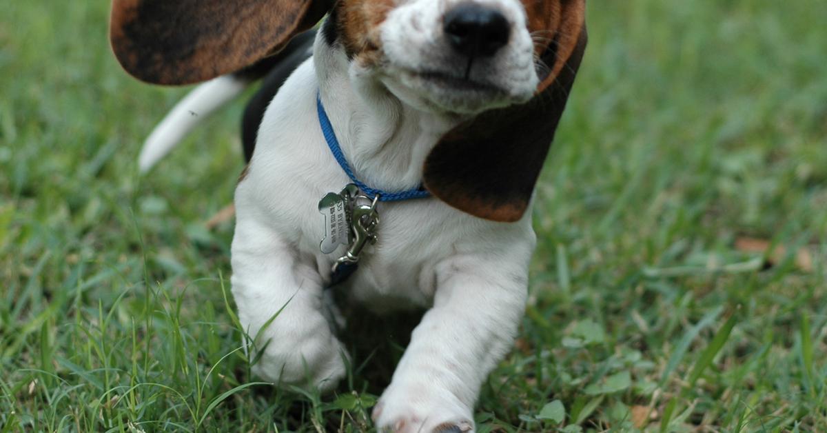 Captivating presence of the Basset Hound, a species called Canis lupus.