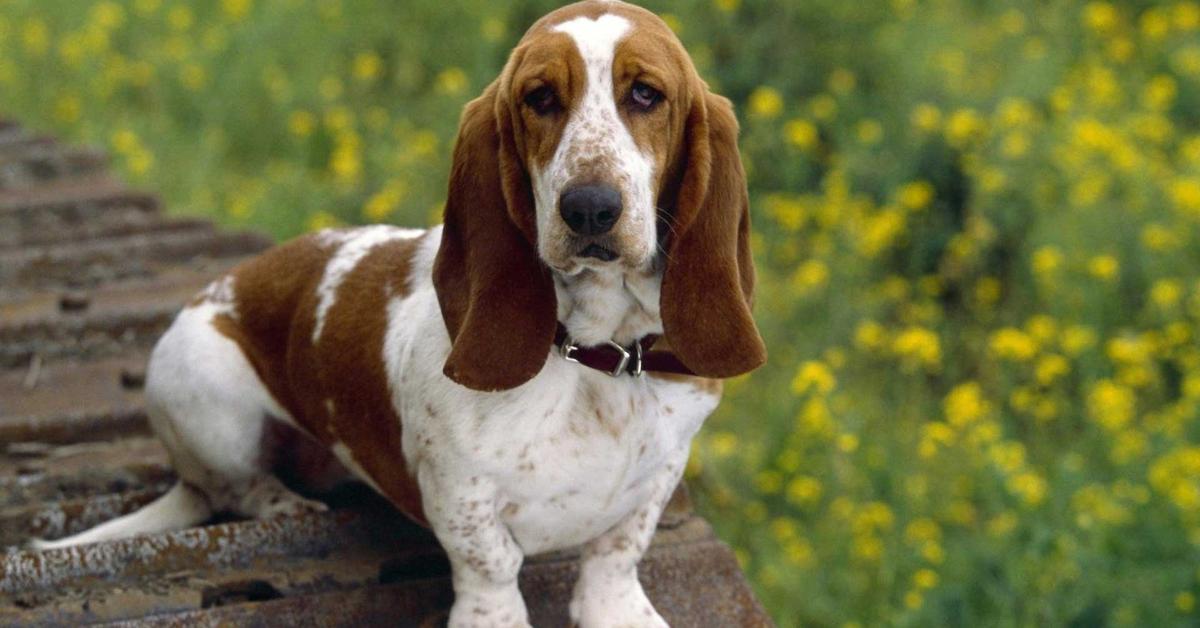 Elegant Basset Hound in its natural habitat, called Anjing Basset Hound in Indonesia.