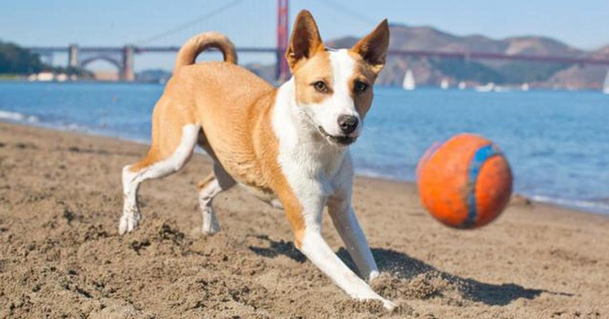 Picture of Basenji Dog, known in Indonesia as Anjing Basenji.